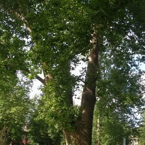 Meet your Posher, Pauline